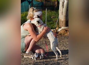 CHARITY-supersüße, liebe Zaubermaus, verschmust, aufgeschlossen, unbekümmert