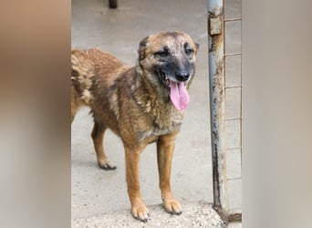 Kuckuck, zauberhafte NISHA sucht liebevolle Familie