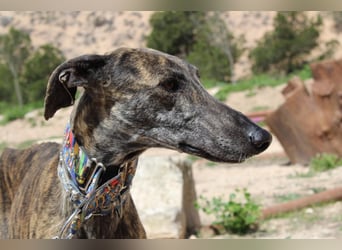 CORA-zarte Galgo-Seele auf der Suche nach einem liebevollen Zuhause