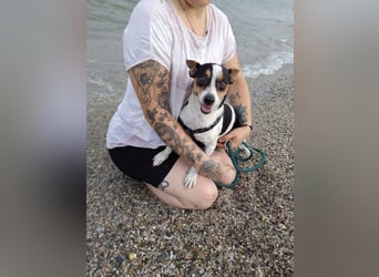 Ratón ✨ in Deutschland auf Pflegestelle