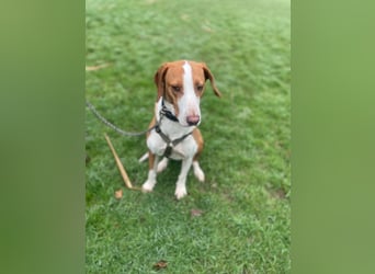 Moka Posavski Gonic Mischling Jagdhund Hündin sucht Zuhause für immer