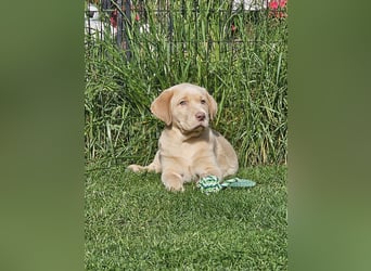 Labrador Welpen mit Ahnenpass