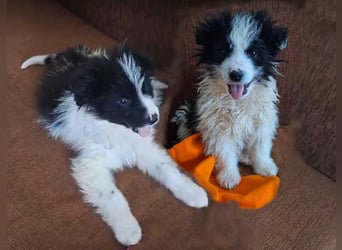 Kleine Lola sucht ein Zuhause