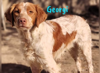 Georgi 05/2023 (ESP) - aufgeweckter und verschmuster Bretonischer Spaniel!