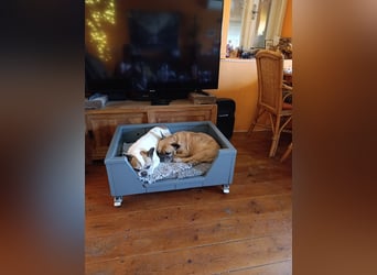Französische Bulldogge reinrassig FCI (körperlich/genetisch getestet)