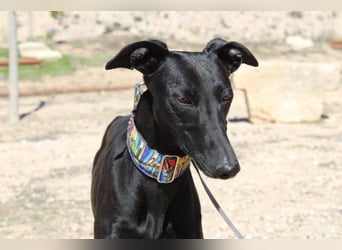 GUILIA-zarte Galga mit großer Seele sucht Geborgenheit in einem liebevollen Zuhause