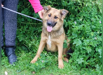 Bea, Mix Collie / Schäferhund, lieb und verträglich