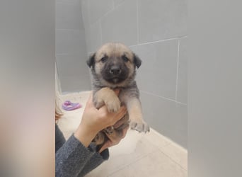 Oreo
