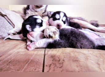 FCI Pedigree Blue Eyed Black & White Siberian Husky Champion Puppy