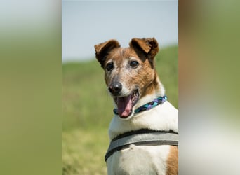 Bogi-SI, Schmuse-Omi sucht dringend ihre Menschen