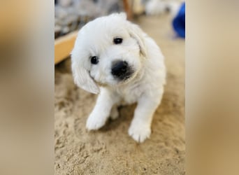 Golden Retriever Welpen vom Züchter – liebevoll & familiär aufgezogen