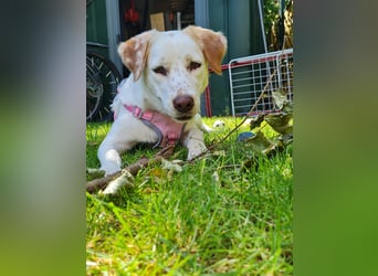 Lucy - in  12351 Berlin auf Pflegstelle
