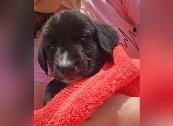 Reacher - tapferer Hundejunge