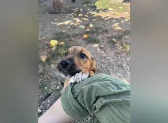 Libby sucht ihr Traumkörbchen