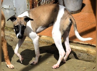 Roche 08/2024 (ESP) - verspielter und menschenbezogener Whippet Welpe!