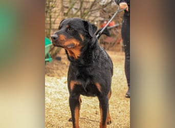 Duke VA - Großer Schmuser auf der Suche nach einem Zuhause