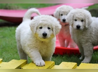 Kuvasz Welpen - Zucht - vom Crystal Diamonds - Mitglied im VDH/ FCI.