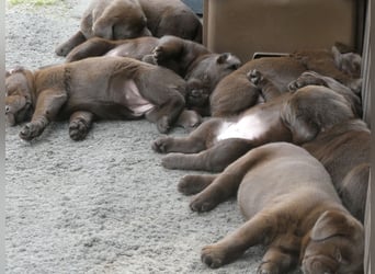 Labrador - Welpen