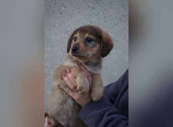 Harry - sucht noch sein Körbchen