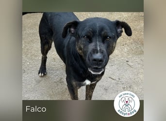Falco: hat einen großen Wunsch