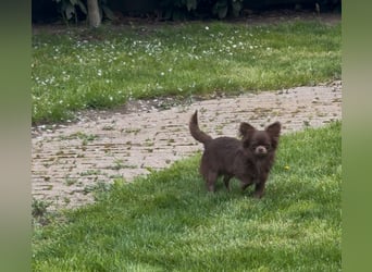 Chihuahua Welpen reinrassig Rüde