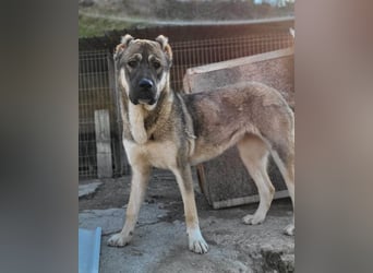 LOTTIE❤️HSH-Mix-Hündin: eine wahre Frohnatur und treue Begleiterin