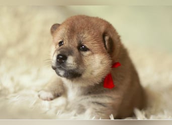Schöne rote Shiba inu Welpen MEI, MIKA, MASARU mit FCI dokumenten