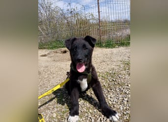 Fröhlicher Welpenjunge Buddy