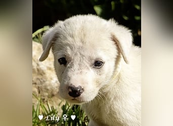 Biscuit, Casper, Pearl, Lily und Dove  suchen ihre Familie ab Oktober