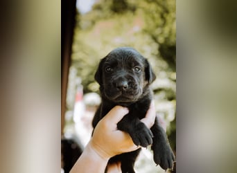 Labradorwelpen
