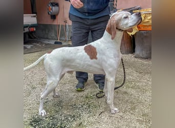 Leo - wunderbarer, lieber Pointer