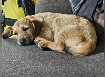 Süßer Dackel-Mix freut sich auf Deinen Besuch