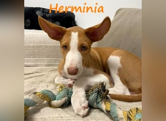 Herminia geb. 03/2025 (ESP) - menschenbezogene Podenco Ibicenco Welpin!