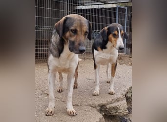 ROBI❤️zauberhafter, lieber Hundejunge, zurückhaltend und sozial