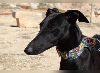 GUILIA-zarte Galga mit großer Seele sucht Geborgenheit in einem liebevollen Zuhause