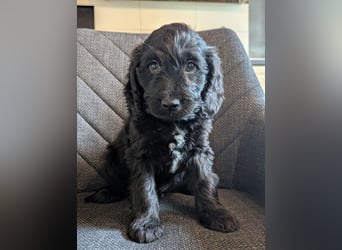 Cockapoo Welpen