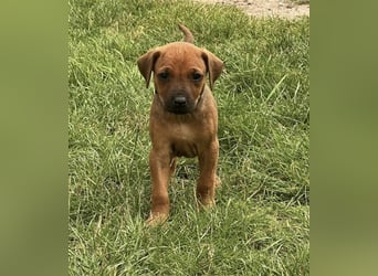 Reinrassige Rhodesian Ridgebackwelpen suchen ein liebevolles zu Hause