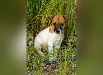 Jack Russell Terrier Welpe (Rüde) abzugeben!