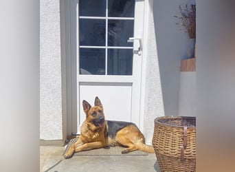 Molly sucht ein liebevolles Zuhause