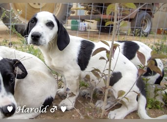 Holly, Hank, Harold und Herbie suchen ab sofort ein Zuhause