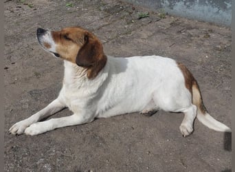 Pippa eine Kinderliebende Hündin