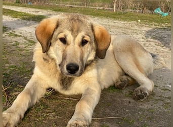 Hanno, geb. ca. 09/2024, lebt in GRIECHENLAND, im städt. Tierheim Serres