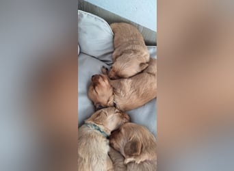 Golden Retriever Welpen