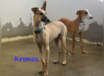 Kronos 07/2024 (ESP) - neugieriger und sanfter, zuckersüßer Galgo Welpe!