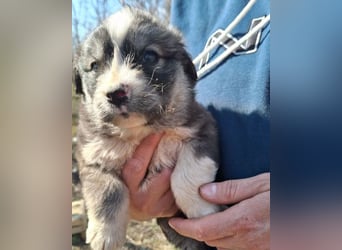 Tiara ❤️ aufgewecktes Husky-Mix Mädl