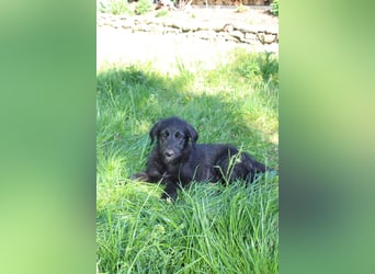 Irische Wolfshunde/ Irish Wolfhound Welpen