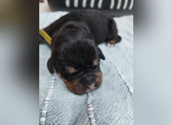 OEB Mix Welpen ideale Familienhunde