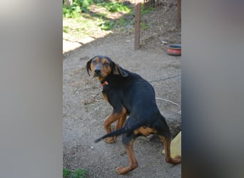 NOTFALL - „Lena“, hält den Stress im Tierheim nicht aus. Ca. 2022 geb. Weint ganz doll im Zwinger