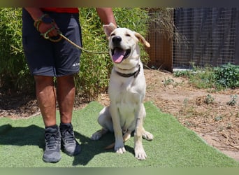 Dusty, Labrador-Mix, lieb und sozial