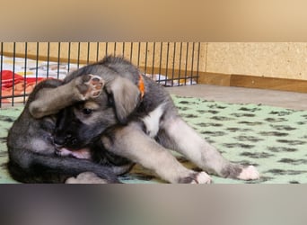 Irish Wolfhound Welpen